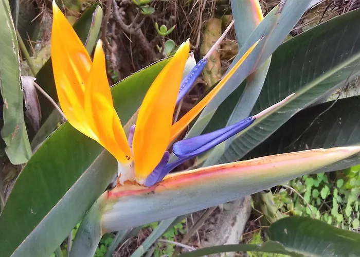 Landhaus Monte Frio De Tenerife La Guancha