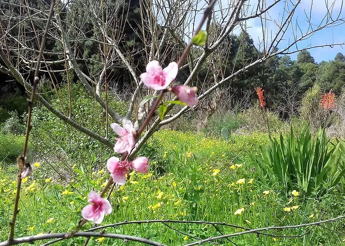 Monte Frio De Tenerife